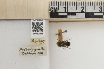 Media type: image;   Entomology 791076 Aspect: Labels